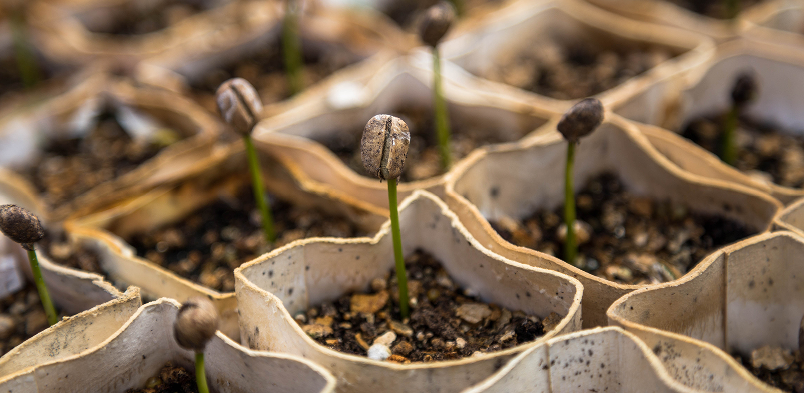 Seeds of Hope: A Heart of the Nation Workshop – at Leicester Museum & Art Gallery